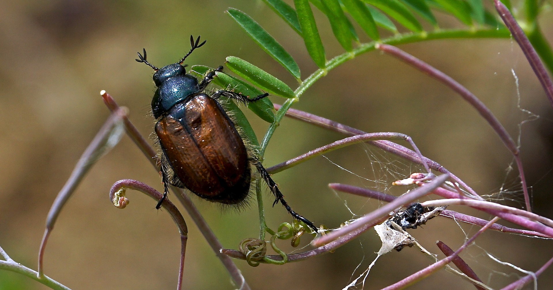scarafaggi come sconfiggerli