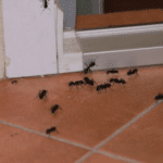 formiche in casa