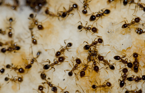 le formiche