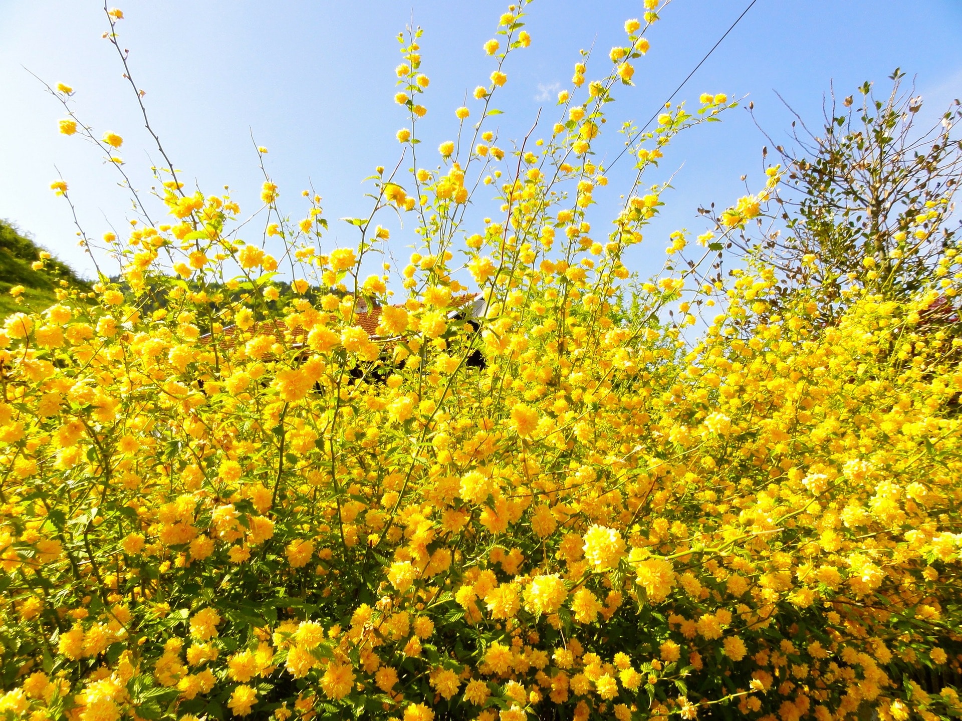 siepe fiori gialli