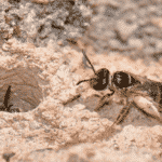 Immagine di ape di terra