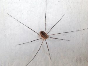 Foto di ragno casalingo