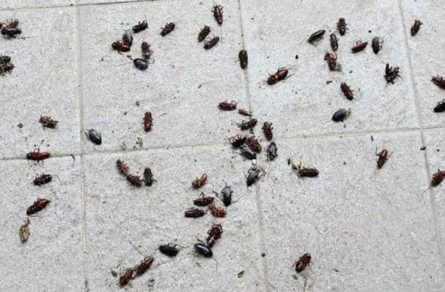 Foto di alcuni scarafaggi piccoli sul pavimento