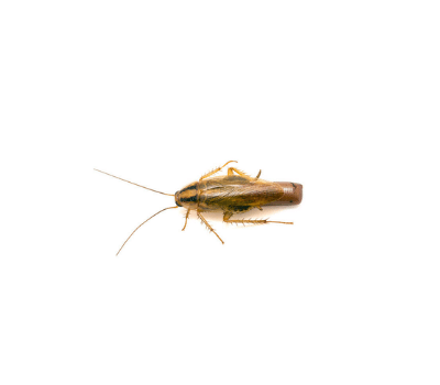 scarafaggio marrone