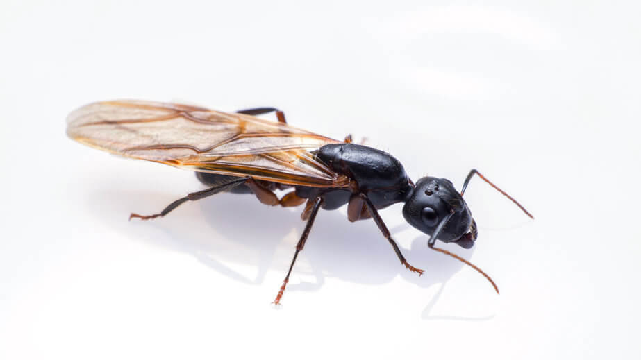 formica nera con ali