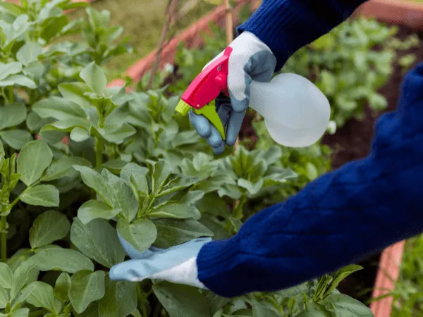 disinfestazione in agricoltura