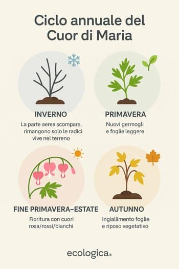 infografica ciclo annuale DICENTRA